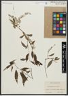 Foto von Salix amygdaloides Andersson